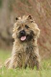 CAIRN TERRIER 650